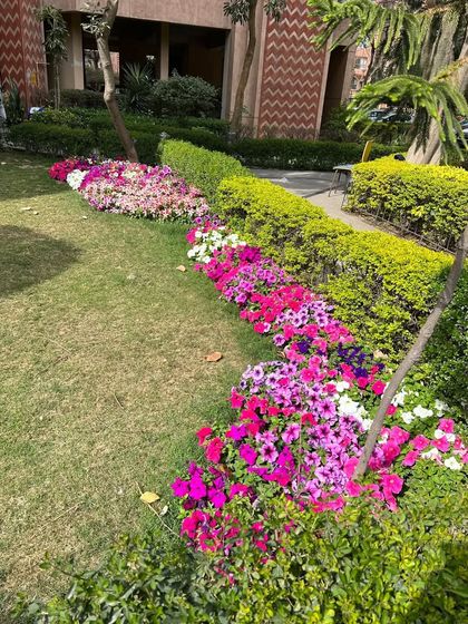 A long flower border in a residential garden, showcasing a mix of colorful petunias alongside neatly trimmed hedges. This creates a beautiful transition from lawn to shrubbery.