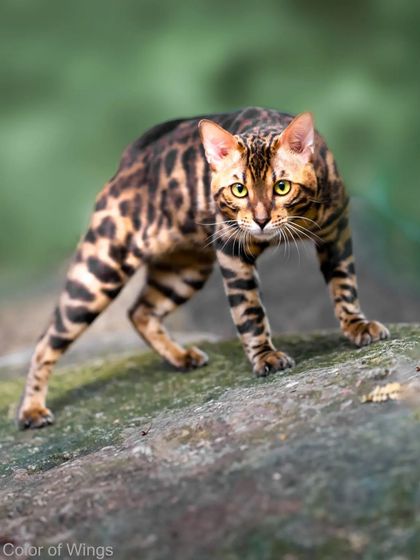 Meet Benji, a handsome Bengal cat with striking markings. Here he is in a classic hunter's crouch, showing off the wild, leopard-like grace inherent to his breed.