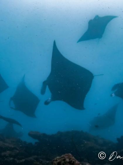 Sometimes the ocean surprises you with a fly-by of countless manta rays. This squadron appeared as if from nowhere, filling the water with their majestic silhouettes, a truly unforgettable moment for our divers.
