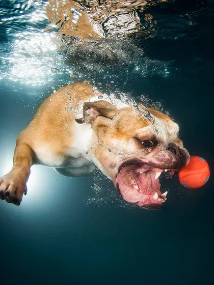 An English Bulldog, not typically known as a swimmer, showing incredible focus. We work with dogs of all breeds to create amazing underwater images.