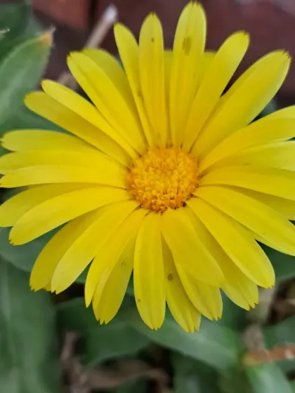 Bhardwaj - Urban Gardening Consultation A Riot of Colorful Flowers photo 137