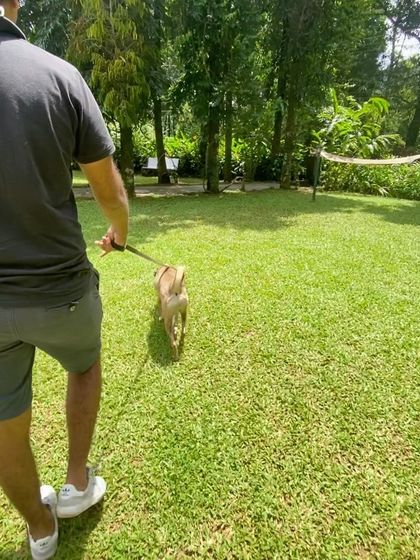 Walks are for quiet moments, enjoying a peaceful stroll across a perfectly manicured lawn.