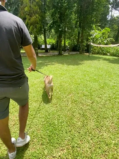 Walks are for quiet moments, enjoying a peaceful stroll across a perfectly manicured lawn.