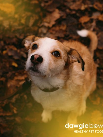Your pet looks up to you for everything, including their nutrition. Don't let them down. This dog's trusting gaze is a powerful motivator to provide a healthy, natural diet.