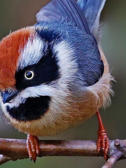 An intimate, downward-looking portrait of a Black-throated Tit. This unique angle highlights its rufous cap, black "mask," and fluffy white cheeks, giving it a curious and endearing look.