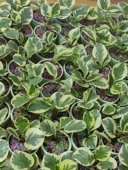 Gifts for Every Occasion photo 16