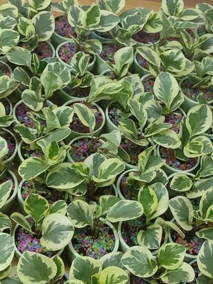 A large batch of variegated Peperomia plants, often chosen for personal gifts due to their beautiful foliage and compact size.