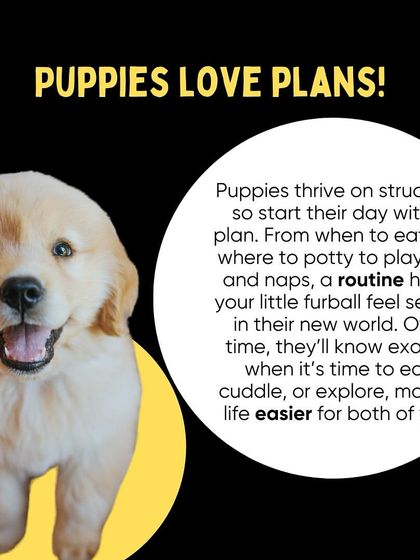 Oh My Dawg - Pet Supplies For New Pet Parents photo 4