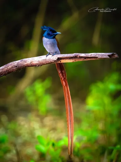 The rufous morph of the Indian Paradise Flycatcher, with its long, flowing tail. The contrast between its blue-black head and warm-toned body is simply stunning.