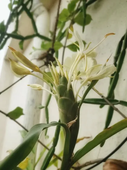 The Ginger Lily just as it begins to bloom.