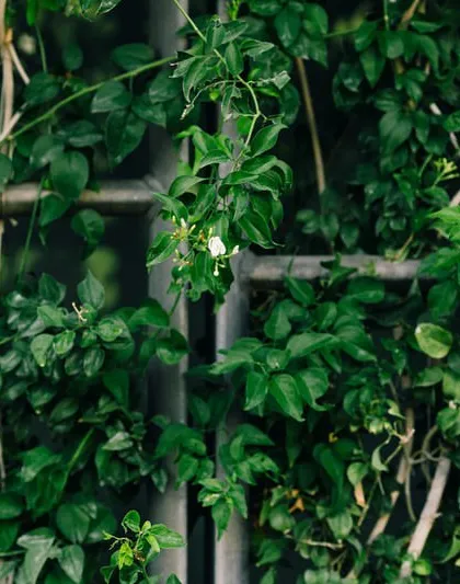 A close-up of the creeper-laden trellis at the KMC Corporate Office. This detailed view highlights the texture and life of the double-skin facade, a key element of my sustainable building design strategy.