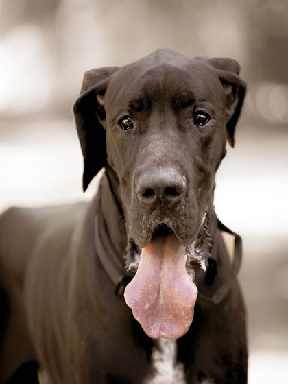 A direct and engaging portrait of Sabbath. He looks straight at the camera, giving us a clear view of his sweet face and gentle nature.