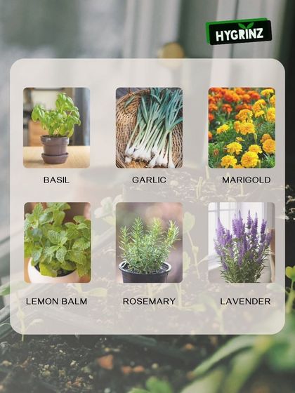 Hygrinz - Garden Design & Landscaping Your Guide to a Green Thumb photo 3