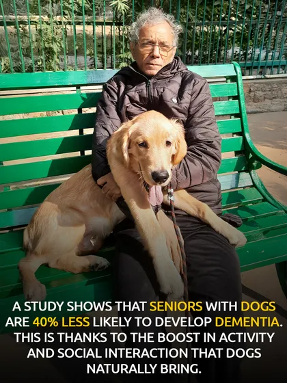 Here's a heartwarming fact: a study shows that seniors with dogs are 40% less likely to develop dementia. The activity and social interaction they bring are powerful medicine.