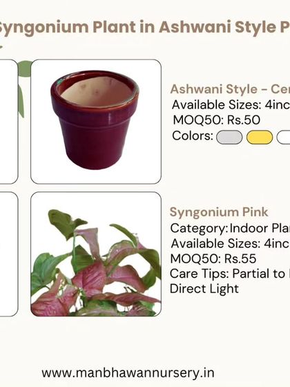 We offer great plant and planter combos, like this Syngonium plant in a cute Ashwani-style ceramic pot. It's a perfect, affordable option for corporate gifting or a lovely present for a friend.
