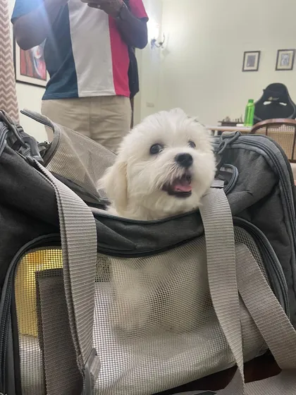 Little Juno is ready for his in-cabin flight from Delhi to Vietnam! Look at that happy face. He's excited to meet his new doggy brother.
