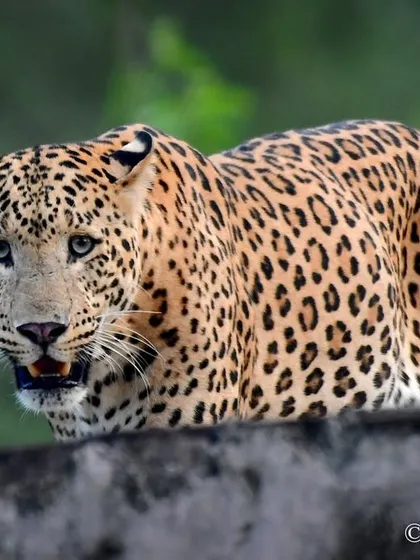 This is Ranaji, a leopard from Jhalana who I swear was a model in his past life. Spending time in their world, observing and connecting, is fundamental to my work as both a photographer and a communicator.