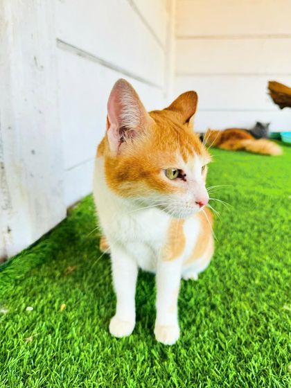 Fluffy Paws Pet Resort - Pet Boarding & Daycare The Cattery: A Dog-Free Sanctuary photo 8