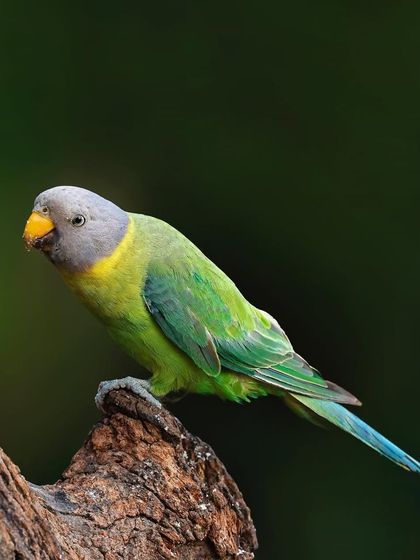 A female Plum-headed Parakeet is perched on the edge of a broken log. The dark background makes her subtle green and grey plumage stand out beautifully.