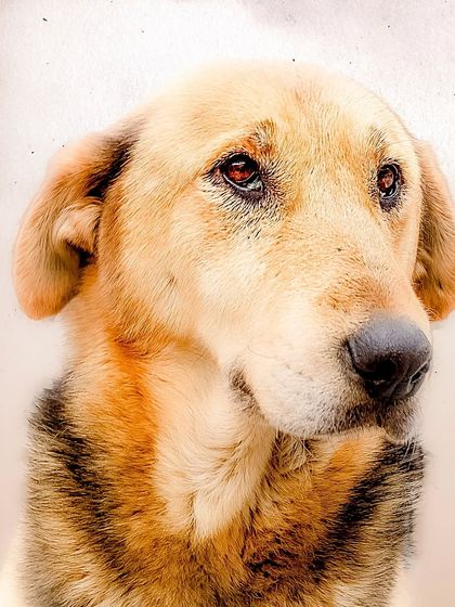 A beautiful, soft portrait of the same indie dog, Brownie, whose eyes tell a story of love and contentment.