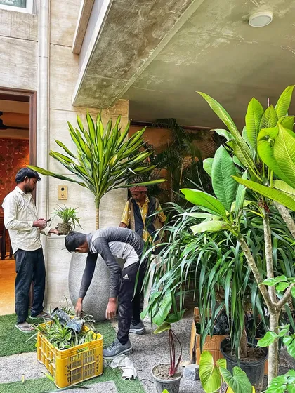 Here's a glimpse of my team in action! We handle every detail with care, from selecting the healthiest plants to the final placement, ensuring a seamless and mess-free installation for your home or business.