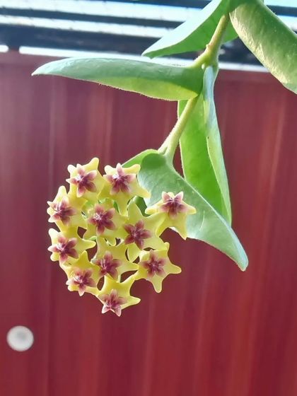 Here is another close look at the intricate Hoya densifolia flower against a red background. The contrast really shows off the yellow petals and deep red centers.