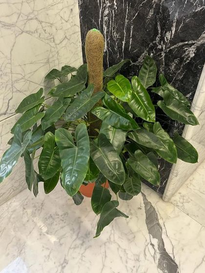 Rakshith Landscaping - Landscape Design & Installation Plant & Tree Supply photo 63