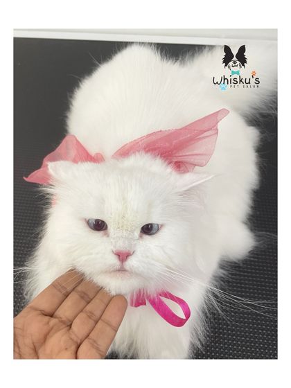 Furrybells Pet Grooming - Pet Grooming (Dogs & Cats) Cat Grooming: A Gentle Touch photo 29