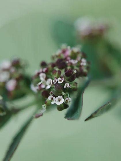 Zahid Moledina - Photography The World Up Close: Nature & Macro photo 15