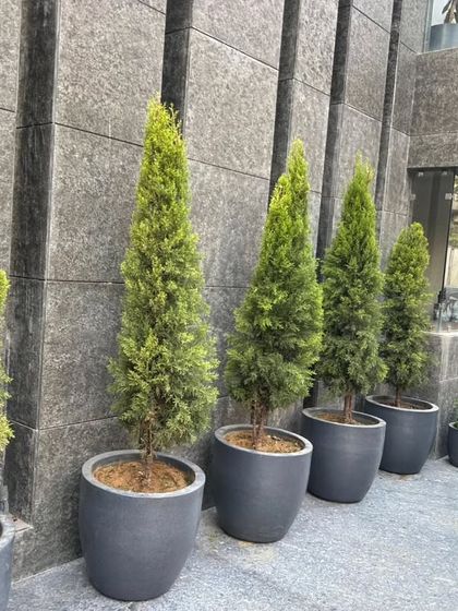 Lawns, Pathways & Vertical Gardens photo 9