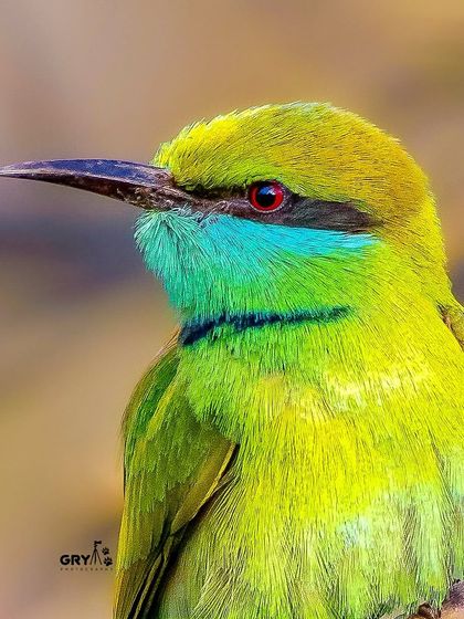 A close-up portrait of a Green Bee-eater, revealing the fine details of its feathers and the striking red of its eye. These birds are common but always a beautiful subject.