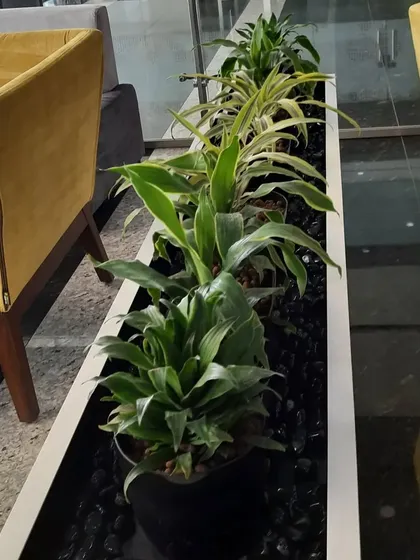 We created this built in planter box for a corporate lounge area, filled with a mix of Dracaena and other foliage plants. The arrangement adds texture and life between the seating areas.