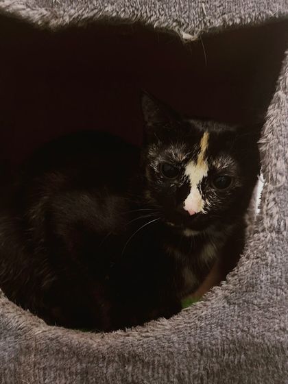 Sammy's Nest - Home Boarding for Small Pets Happy Cats: Our Boarding Guests photo 31