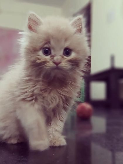 This little Persian kitten is just a ball of fluff. So adorable.