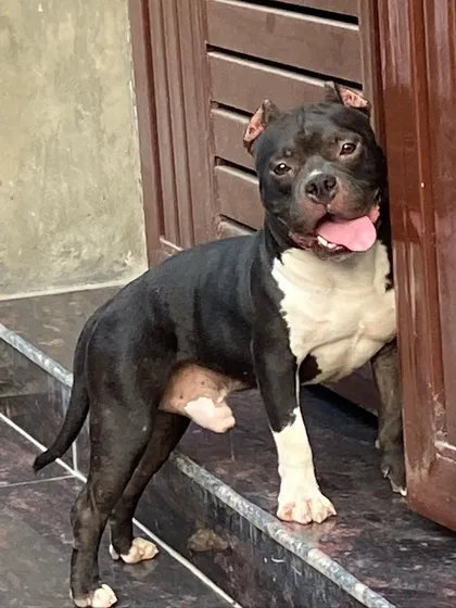 Another shot of Sultan at the door, looking alert and ready for action.