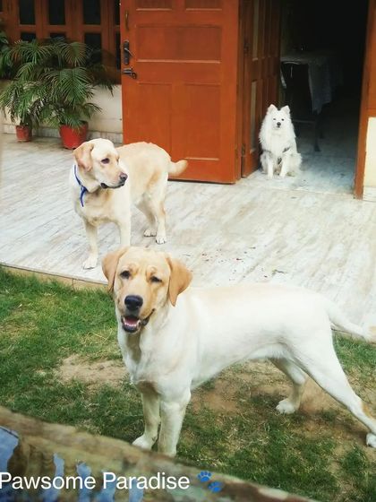 My home is their home. Here are two handsome Labradors, Leo and Motu, with my own dog Shadow keeping an eye on things from the doorway. This shows the seamless indoor-outdoor flow.