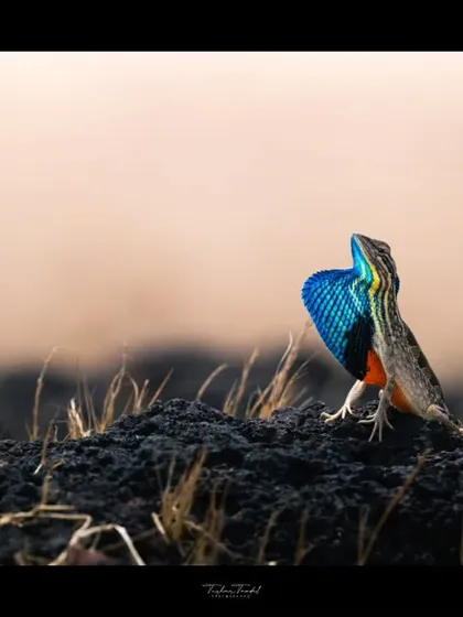 A wider shot of the male fan-throated lizard, showing its colorful display in the context of its rocky, arid habitat.