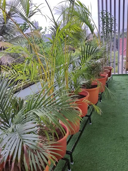 See how we turned this balcony into a lush paradise. Our single-tier stands elevate these beautiful palm plants, creating a dense green screen while the artificial grass provides a maintenance-free lawn look.