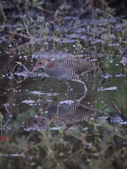 The Slaty-breasted Rail is one of the most furtive birds I've encountered in Singapore, usually skulking in thick vegetation. It was a surprise to see this one foraging in the open.