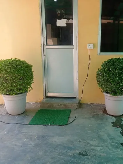 These perfectly spherical topiary plants in modern white pots are great for adding a formal, decorative touch to entrances or patios.