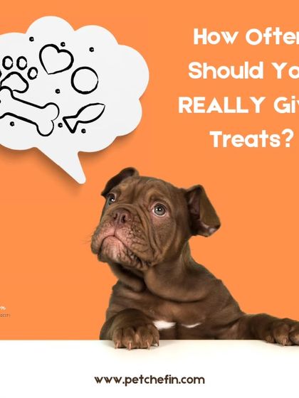 How often should you give treats? We recommend the 10% rule: treats should make up no more than 10% of your pet's daily calories to avoid weight gain and nutrient imbalances.