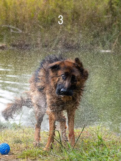 The water shake continues, with every droplet frozen in time. These action shots are full of life and energy.