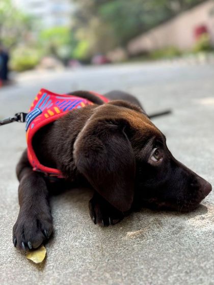 Zoella Dog Training - Puppy Foundation Training Welcome to the Pack! photo 16