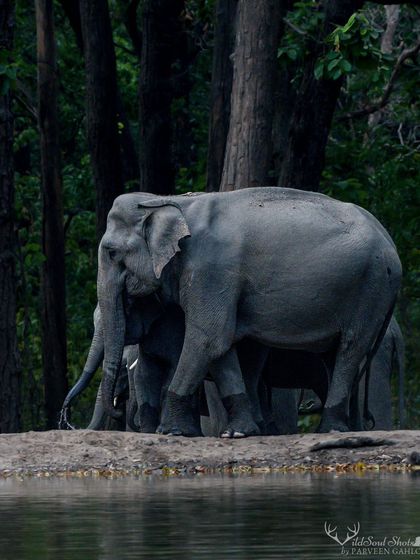 A herd of elephants at a waterhole in the dense forests of Corbett National Park.