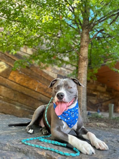 Tulsa Dog Trainer - Immersive Board & Train Programs Board & Train Graduates photo 13