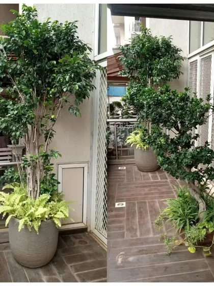 We create elegant and impressive green statements for your home. This showcases how large feature plants can be used to define a balcony space, with our team providing the installation and ongoing maintenance.