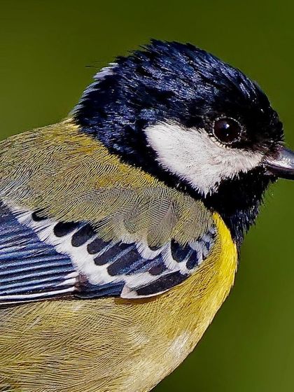 A macro portrait of a Green-backed Tit. You can see the individual feather details, from the glossy black cap and white cheeks to the olive-green back and yellow underparts.
