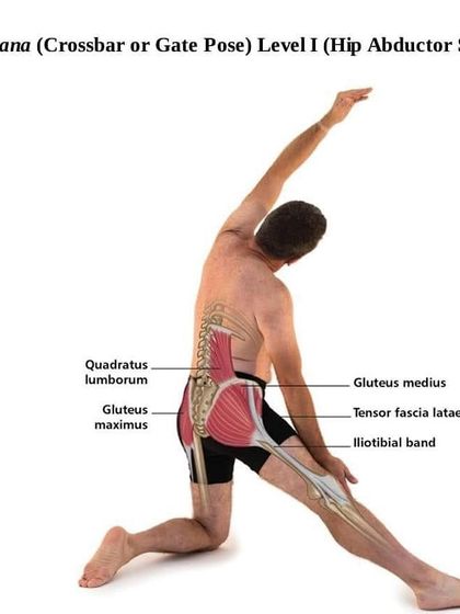 Parighasana (Gate Pose) is a deep side-body stretch that also strengthens the hip abductors. This illustration shows the engagement of the quadratus lumborum and gluteus medius.