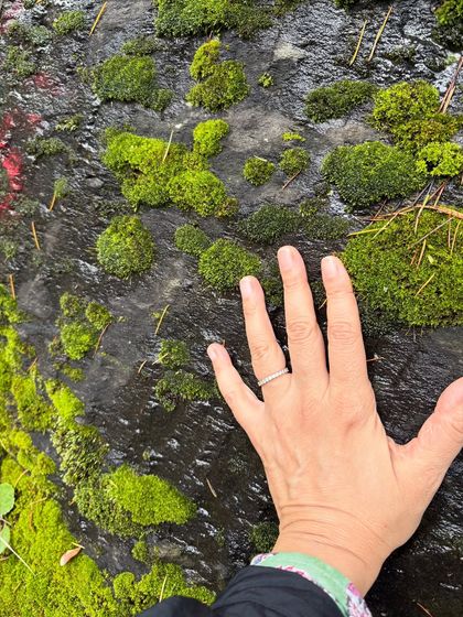 Nature Immersion & Forest Therapy photo 5