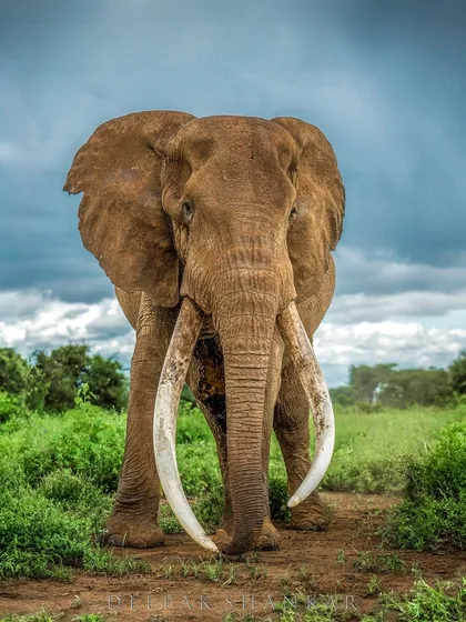 Those tusks, almost scraping the ground, are a humbling sight. They tell a story of survival, resilience, and the incredible history of this magnificent animal.